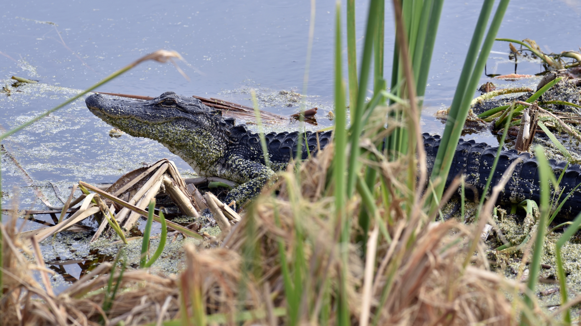 alligator-fwc-1920.jpg