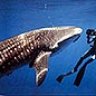 stoddardmedia