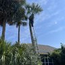 CoastalPalms