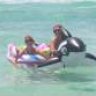 Shamu