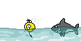Shark :shark: :shark: